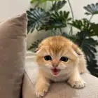 كيتن كيتنز سكوتش فولد قطط قطه قطوه قط قطو 4 عددهم حلوين