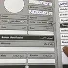 قطط