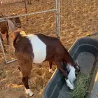 تيس للبيع