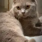 سكوتش عمره فوق سنة ونص اللون ( رمادي ) اليف وهادي
