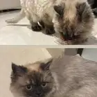 قطة تبني
