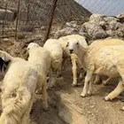 طليان و رخال