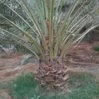 نخل لبيع انواع نادره