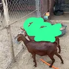 عنز حايل سمينه