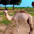 قعود اركي للبيع