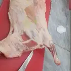للبيع ربع ذبيحه تم البيع