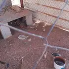 للبيع دجاج