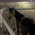 مهر