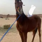 مهر واهو كفو