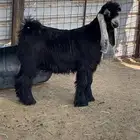 تيس عارضي صنف