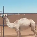 قعود للبيع الموقع تبوك