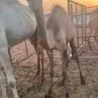 بكرة للبيع