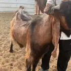 حلال
