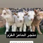 صغار ماعز قزم ماعز قزمي