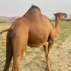للبيع ثنتين سواحل
