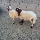 نعيم فواخر