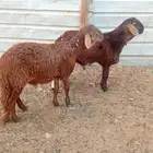 طليان مرابي