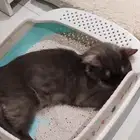 بسة للتبني