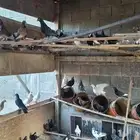 حمام زاجل عشه كامله للبيع