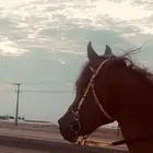 حصان واهو للبيع