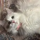 قطه للتبني عمر سنه