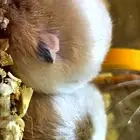 هاسمتر للبيع