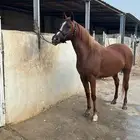 فرس