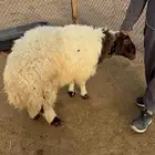 ذبايح نعيمي جبر حري هرفي نعيمي هرفي ذبح وتوصيل