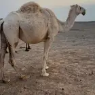 لقحه للبيع