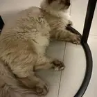 جوز قطط لتبني عماره 5شهور قطط بيت نظيفه اخوان من ام هملايا