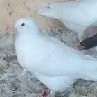 زغاليل فرنسي مذبوح