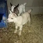 تيوس قزميه عمرها 5 ايام