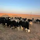 طليان نجد للبيع