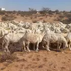 غنم حريات 100راس