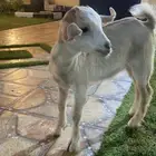 ماعز قزم انثى لعوب