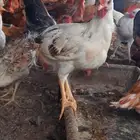 ديكة للبيع
