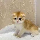 قطط سكوتش فولد قولد تم البيع