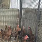 دجاج بلدي للبيع