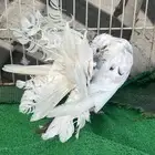 رقاص هولندي فناتيل