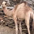 3ابل لقاح