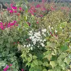 أنواع مختلفة من الشتلات بسعر الجملة