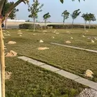 تنفيذ حدائق و توريد نخيل و اشجار