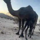 خلفه مجهم مصغر كفو