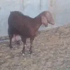 للبيع عنز حليب