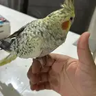 كروان اليف جد ا