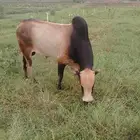 فحل