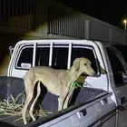 سلقه عربيه اصيله