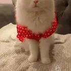 قطه شيرازي بيضاء انثى للتبني