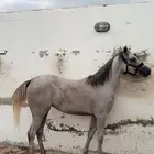 فرس واهو لقاح ثقيل