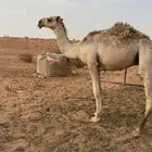 قعود للبيع